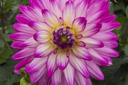 Aylett Nurseries Dahlia Field | Striking Places Photography