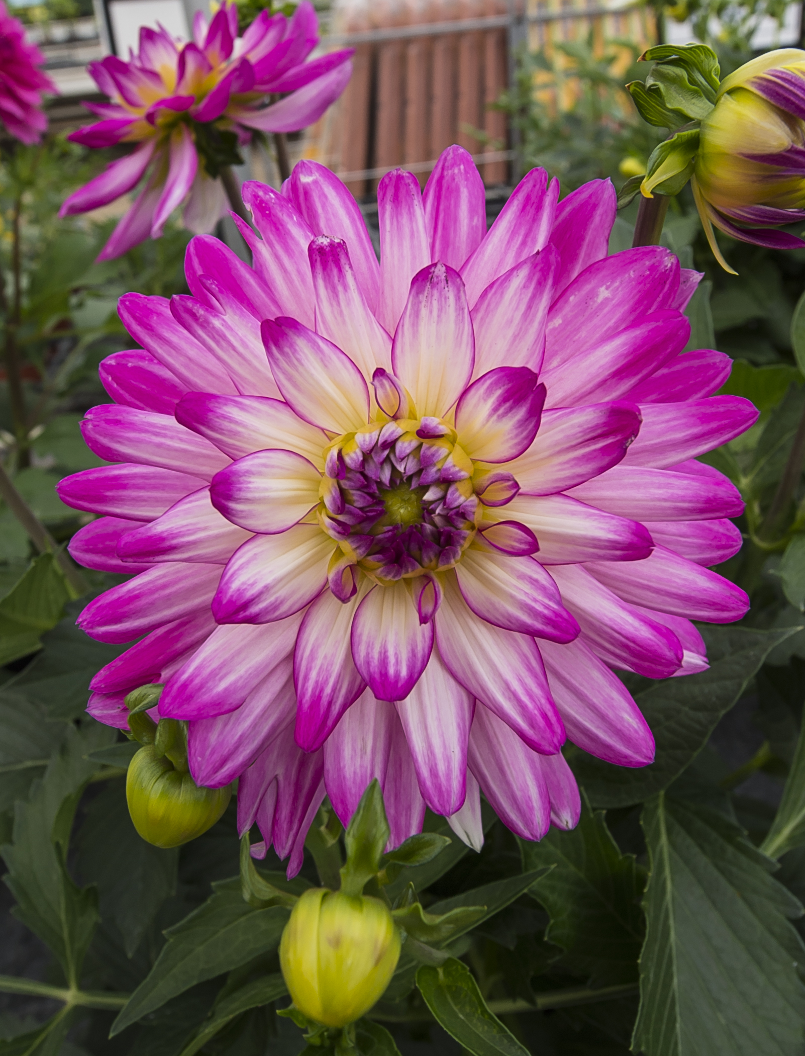Aylett Nurseries Dahlia Field | Google Street View Trusted Tour & Overlay