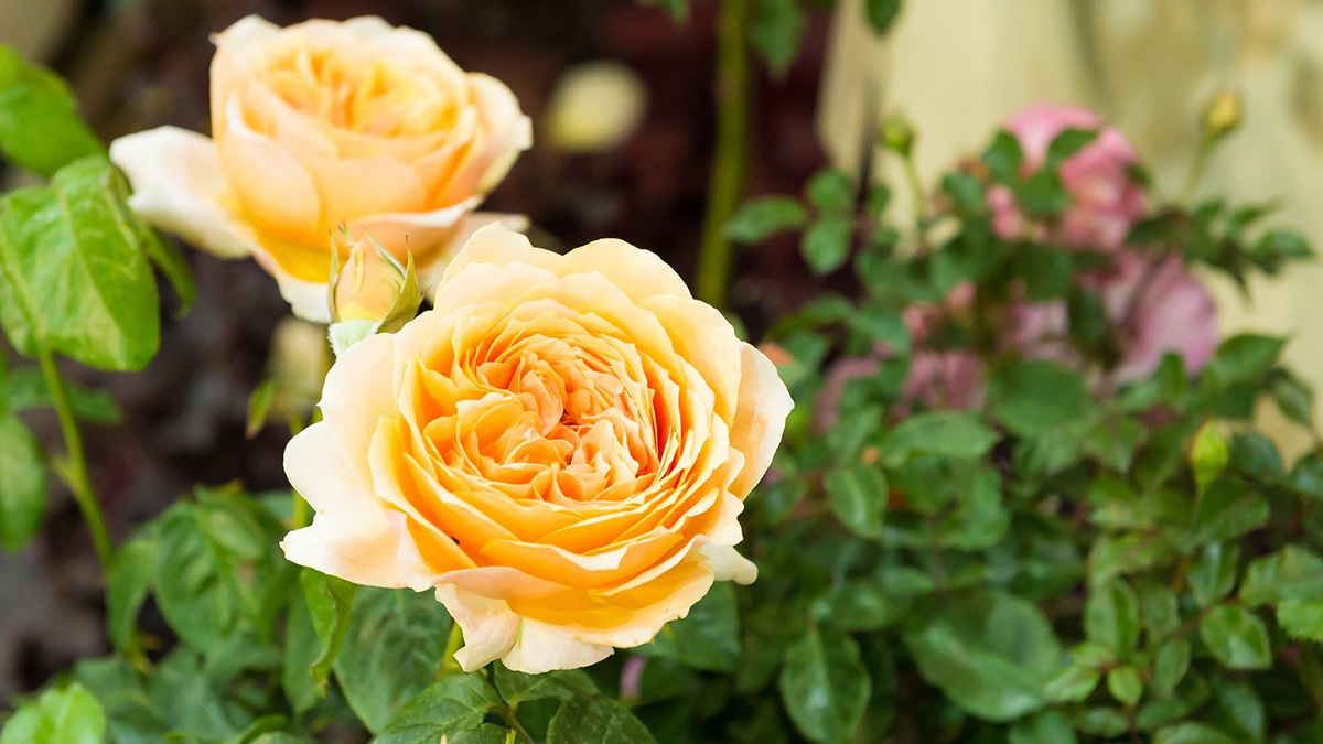 HTA Plant Show Virtual Tour