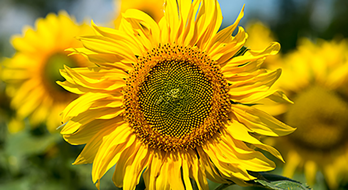 Aylett Nurseries 360 Virtual Tour Sunflower