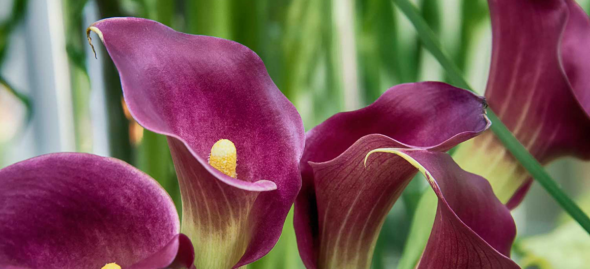 Perfect Moment Florist Google Street View Trusted Orchids