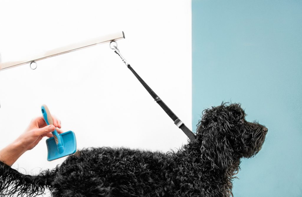 Ruff Mutts London Dog Grooming | Striking Places Photography