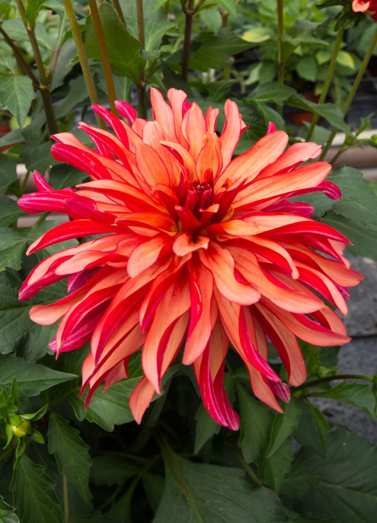 Aylett Nurseries Dahlia Field | Striking Places